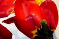 marie jo-s tulipe